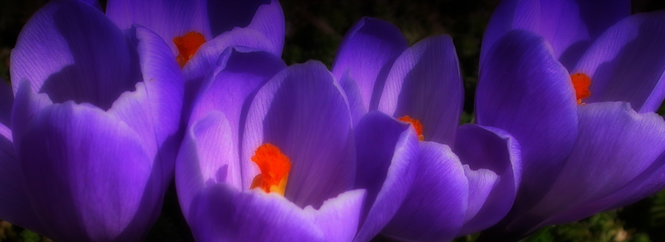 Spring crocus - 2024
