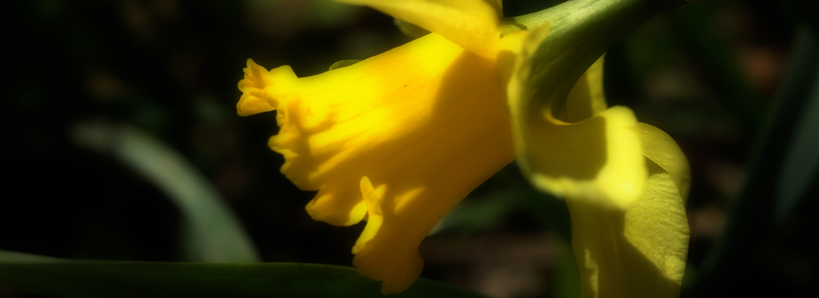 Springtime daffodil - 2024