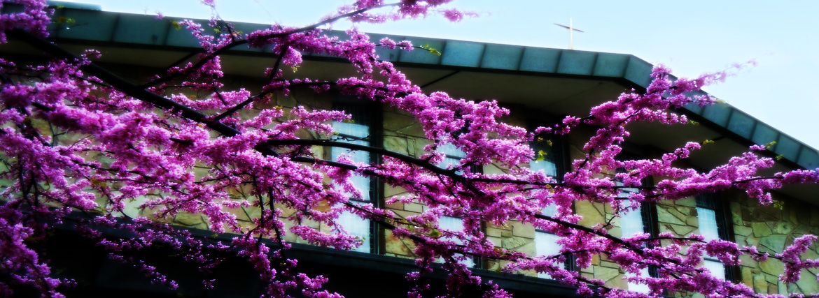 Pink Springtime Blossems - 2024