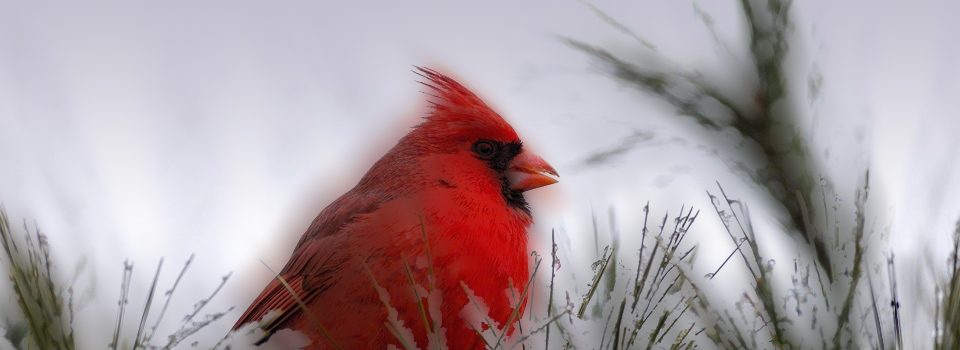 Red Cardinal in Snow - 2025